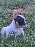 Dottie, a female French Bulldog for sale in North Hampton, NH – 3 of 3
