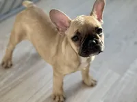 Bruno, a male French Bulldog for sale in North Hampton, NH – Photo 1 of 2