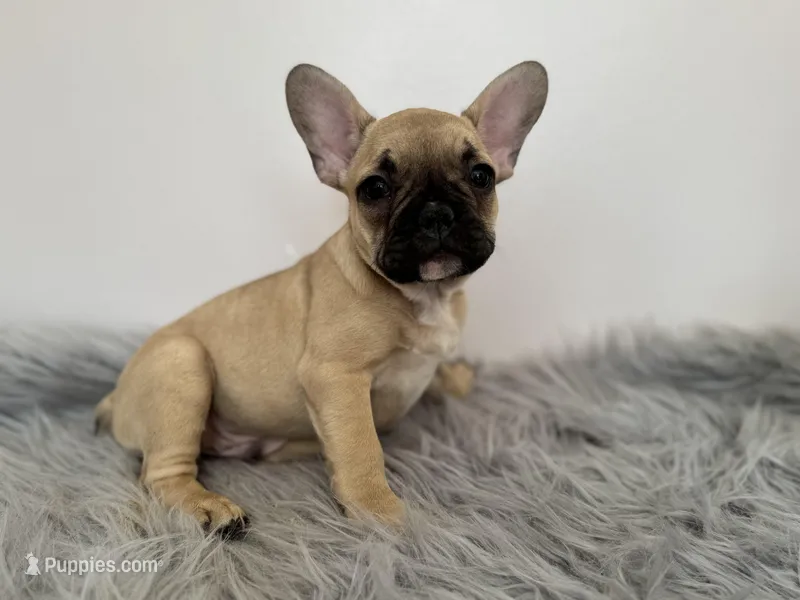 Bruno – French Bulldog puppy for sale in North Hampton, NH