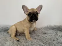 Bruno, a male French Bulldog for sale in North Hampton, NH – Photo 2 of 2