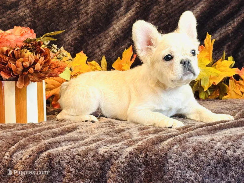 Ghost – French Bulldog puppy for sale in North Hampton, NH