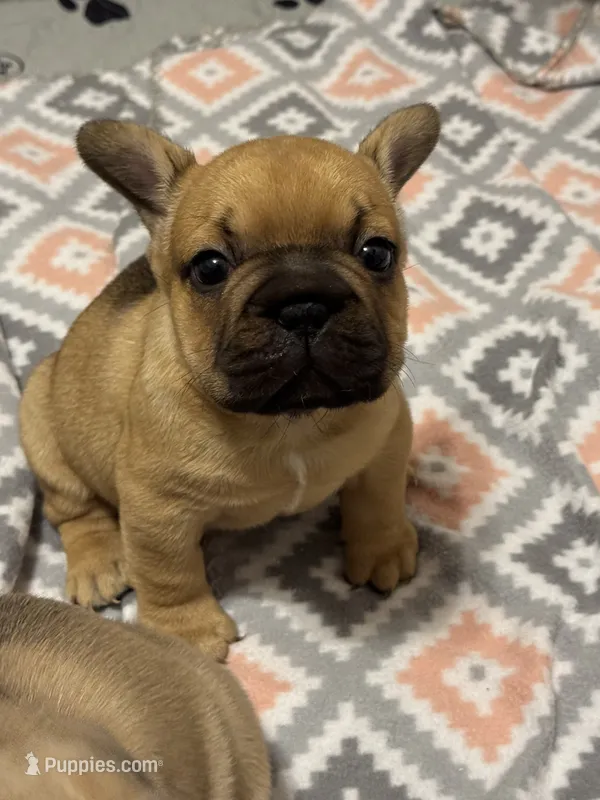 Beth – French Bulldog puppy for sale in North Hampton, NH