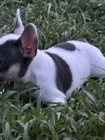Dottie, a female French Bulldog for sale in North Hampton, NH – 2 of 3