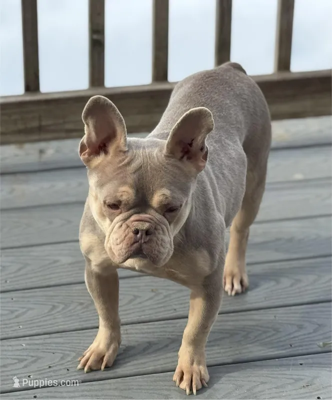 Sky – French Bulldog puppy for sale in North Hampton, NH