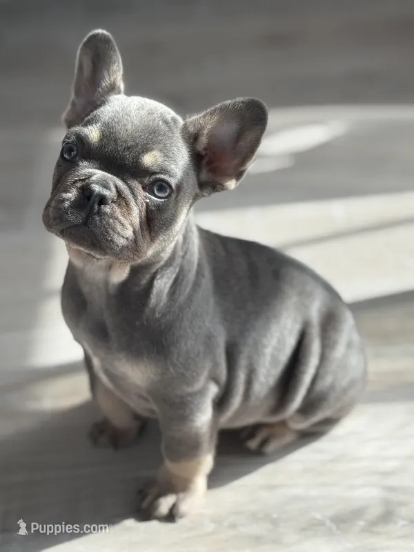 Nova – French Bulldog puppy for sale in North Hampton, NH