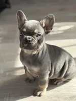 Nova, a female French Bulldog for sale in North Hampton, NH – Photo 2 of 2