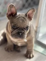 Mocha, a female French Bulldog for sale in North Hampton, NH – Photo 1 of 2