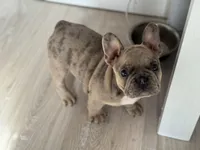 Mocha, a female French Bulldog for sale in North Hampton, NH – Photo 2 of 2