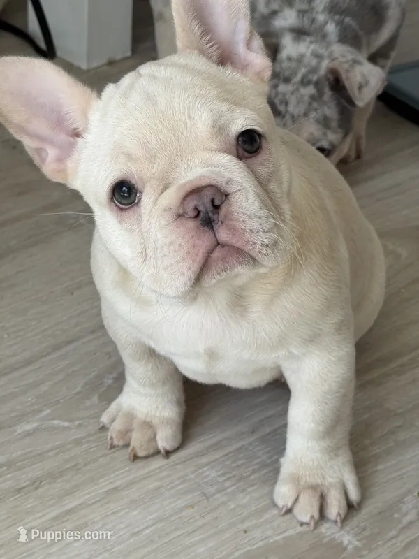 Honey – French Bulldog puppy for sale in North Hampton, NH
