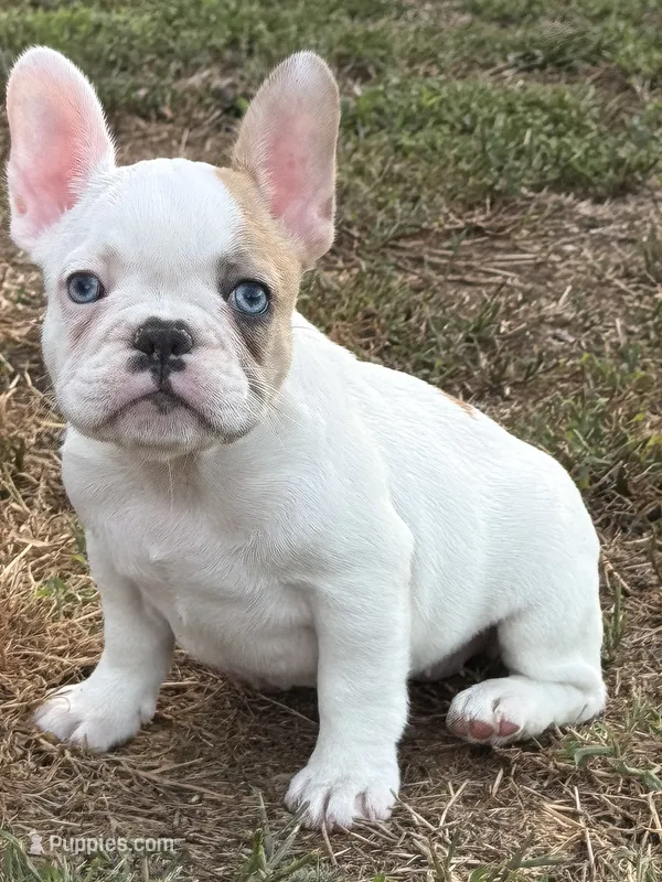 Madeline – French Bulldog puppy for sale in North Hampton, NH