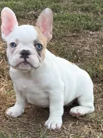 Madeline, a female French Bulldog for sale in North Hampton, NH – 1 of 1