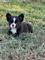 Drogo, a male French Bulldog for sale in North Hampton, NH – 3 of 3