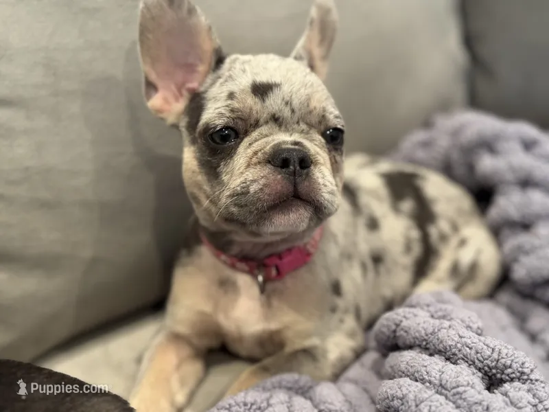Starla – French Bulldog puppy for sale in North Hampton, NH