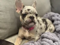 Starla, a female French Bulldog for sale in North Hampton, NH – 1 of 1