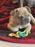 Rip, a male French Bulldog for sale in North Hampton, NH – 2 of 2
