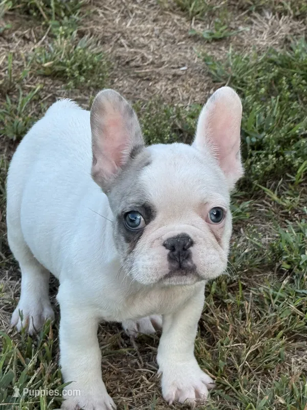 Prince – French Bulldog puppy for sale in North Hampton, NH