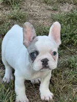 Prince, a male French Bulldog for sale in North Hampton, NH – 1 of 1