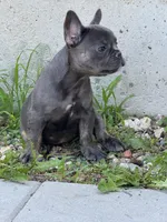 Mirabel , a female French Bulldog for sale in North Hampton, NH – 2 of 2