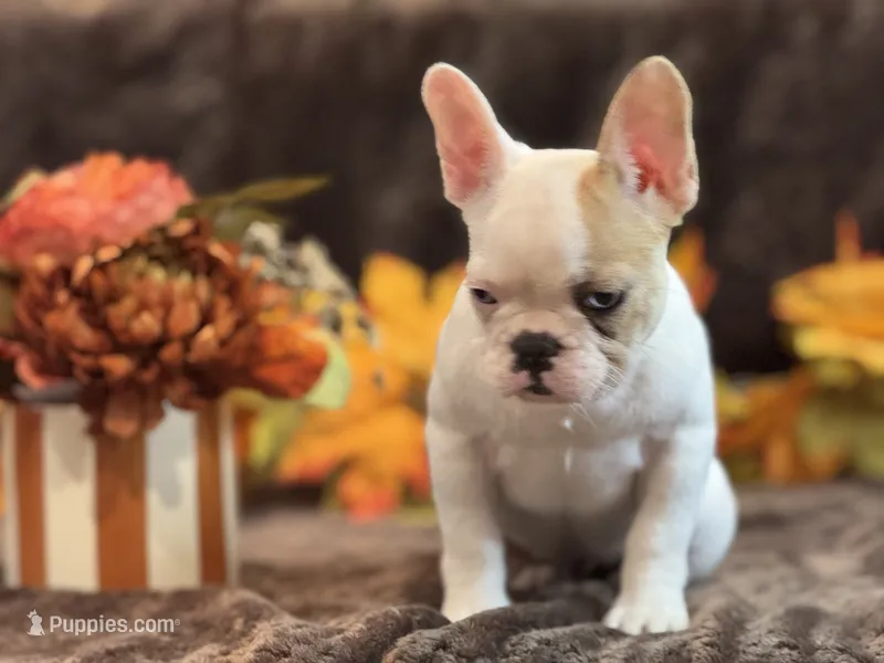 Madeline – French Bulldog puppy for sale in North Hampton, NH