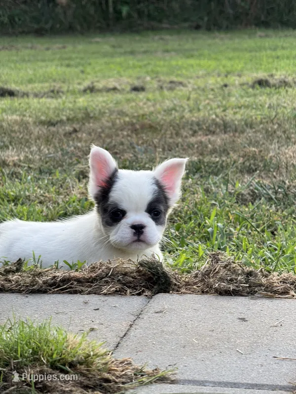 Khaleesi  – French Bulldog puppy for sale in North Hampton, NH