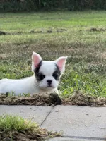 Khaleesi , a female French Bulldog for sale in North Hampton, NH – 1 of 3