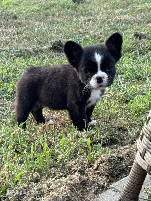 Drogo – French Bulldog puppy for sale in North Hampton, NH