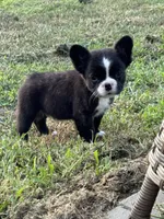 Drogo, a male French Bulldog for sale in North Hampton, NH – 1 of 3
