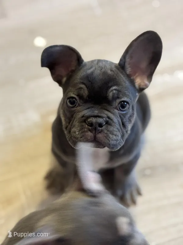 Bentley – French Bulldog puppy for sale in North Hampton, NH