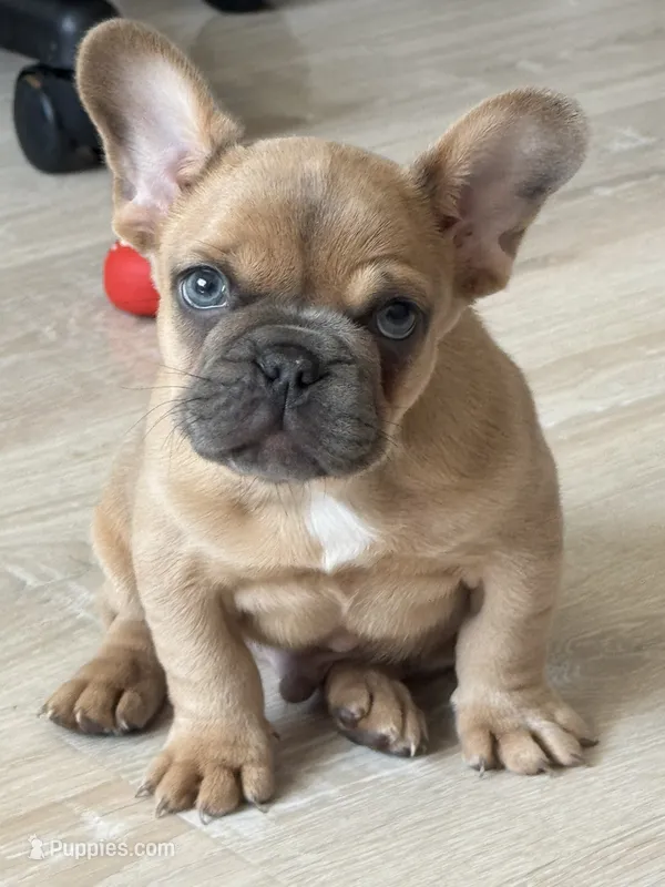 Rip – French Bulldog puppy for sale in North Hampton, NH