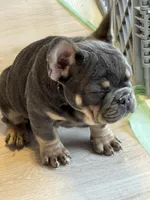 Maverick , a male French Bulldog for sale in North Hampton, NH – Photo 3 of 3