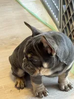 Maverick , a male French Bulldog for sale in North Hampton, NH – Photo 2 of 3