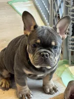 Maverick , a male French Bulldog for sale in North Hampton, NH – Photo 1 of 3
