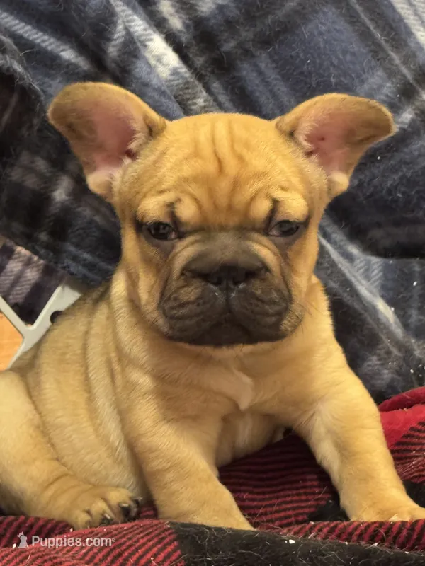 Beth – French Bulldog puppy for sale in North Hampton, NH