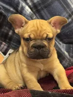 Beth, a female French Bulldog for sale in North Hampton, NH – 1 of 3