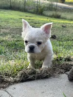 John snow, a male French Bulldog for sale in North Hampton, NH – 3 of 3