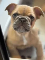 Rip, a male French Bulldog for sale in North Hampton, NH – 1 of 2