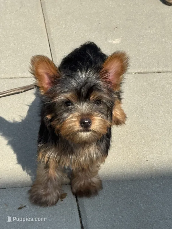 Burberry  – Yorkshire Terrier puppy for sale in North Hampton, NH
