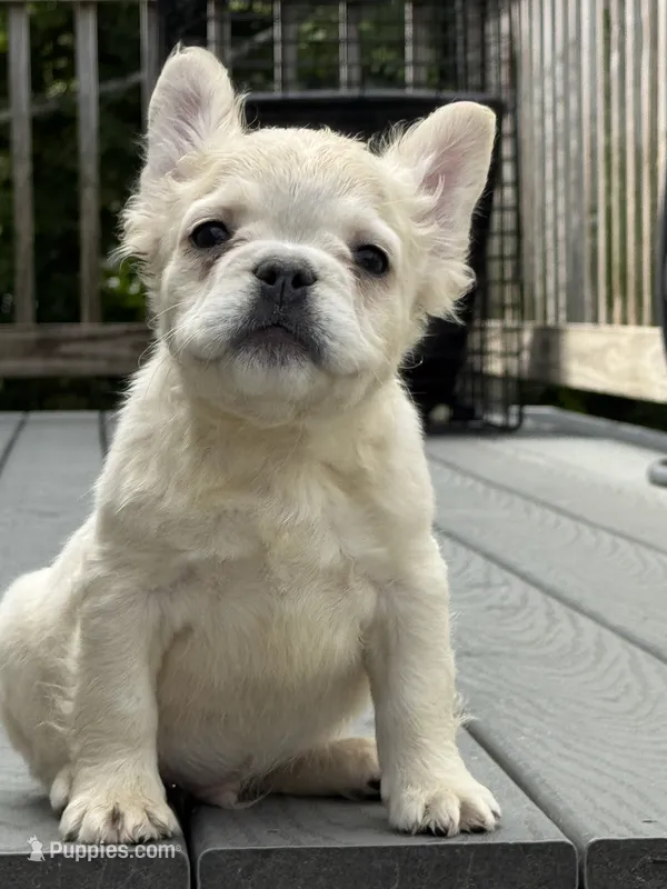 Ghost – French Bulldog puppy for sale in North Hampton, NH