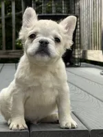 Ghost, a male French Bulldog for sale in North Hampton, NH – 1 of 2