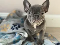 Stella, a female French Bulldog for sale in North Hampton, NH – Photo 1 of 3