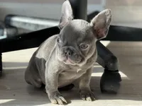 Stella, a female French Bulldog for sale in North Hampton, NH – Photo 3 of 3