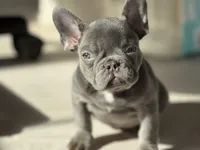 Stella, a female French Bulldog for sale in North Hampton, NH – Photo 2 of 3