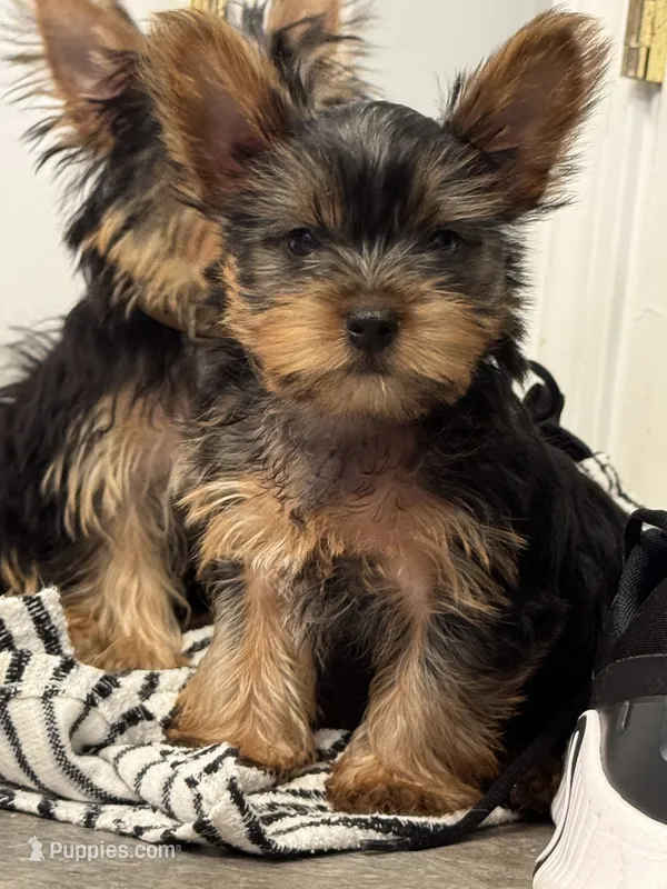 Burberry  – Yorkshire Terrier puppy for sale in North Hampton, NH