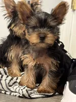 Burberry , a male Yorkshire Terrier for sale in North Hampton, NH – 1 of 1