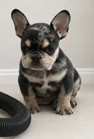 Theo , a male French Bulldog for sale in North Hampton, NH – 1 of 2