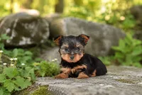 Lola, a female Yorkshire Terrier for sale in North Hampton, NH – 1 of 1