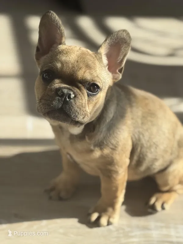 Lola  – French Bulldog puppy for sale in North Hampton, NH