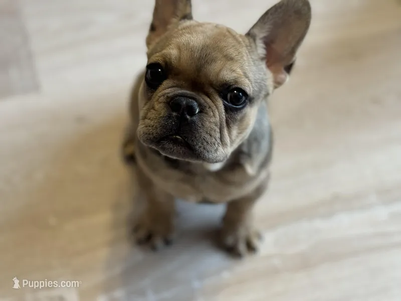 Lola  – French Bulldog puppy for sale in North Hampton, NH