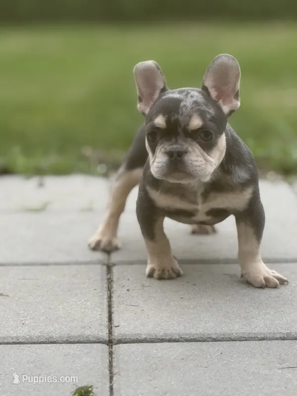 Theo  – French Bulldog puppy for sale in North Hampton, NH