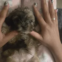 Mocha, a female Shihpoo for sale in Rochester, NY – Photo 1 of 3